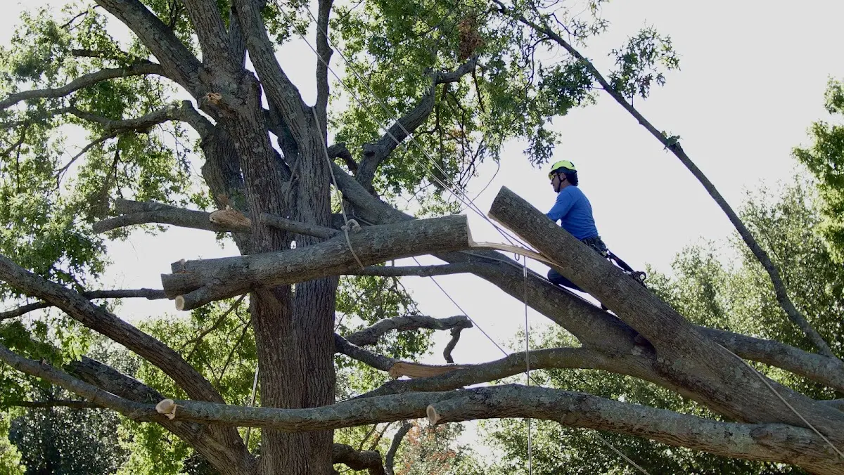 Professional Crown Thinning performed by certified arborists in Devon